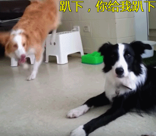 “十二星座”的本命狗,你养对了吗?