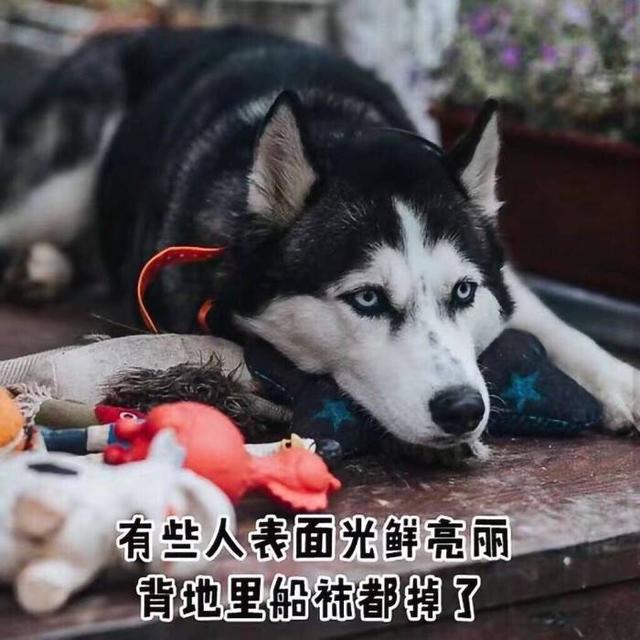 “十二星座”的本命狗,你养对了吗?